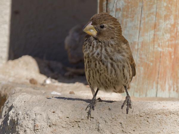 Dikbekwever (Amblyospiza albifrons)